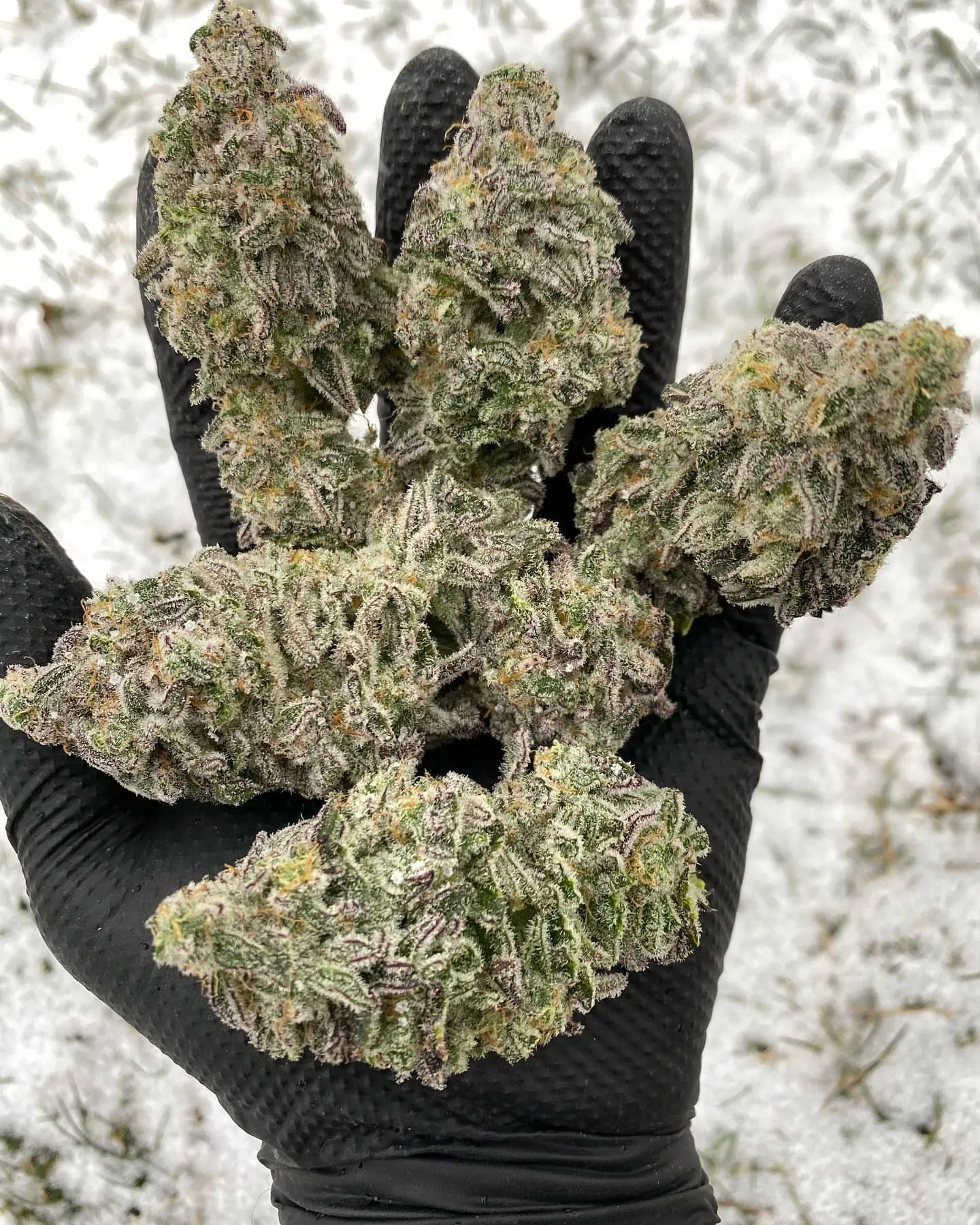 Buy weed online Paris France, Buy aurora indica cannabis strain online Monaco, Buy marijuana online Nantes, Marseille,Toulouse, Bordeaux, Lille, Lyon