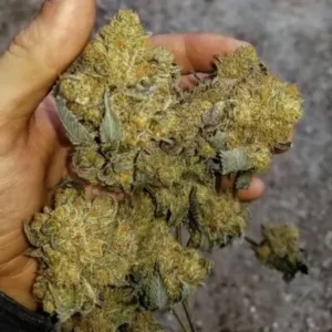 Buy blissful wizard weed strain online Europe, Cannabis bulk order Milan, Weed supplier near me Madrid, Order marijuana in Athens, Bucharest, Oslo, Budapest